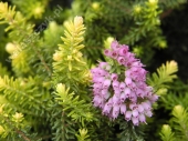 Erica williamsii 'P.D. Williams' 